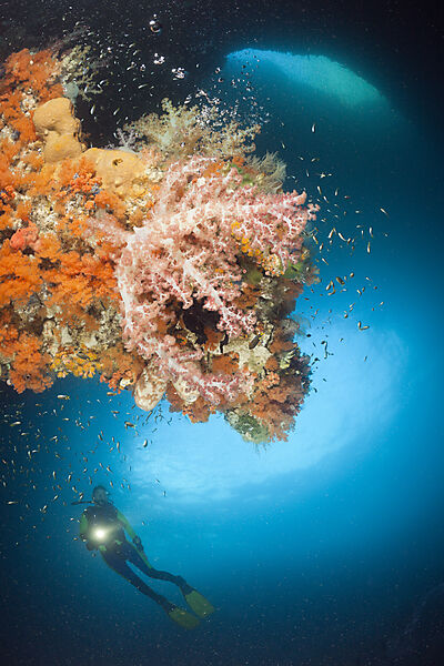 Coloful Corals in Grotto