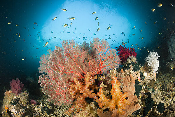 Coloful Corals in Grotto