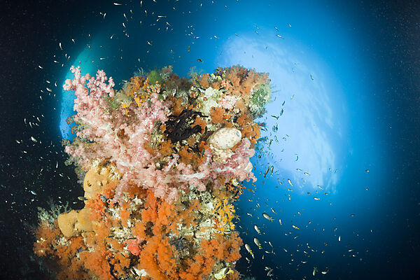 Coloful Corals in Grotto
