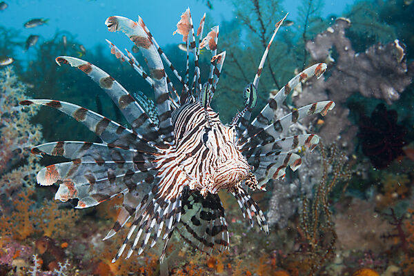 Lionfish
