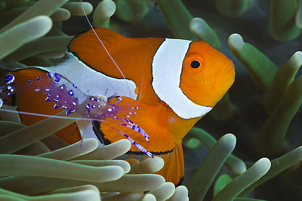 Anemonengarnele neben Orange-Ringel-Anemonenfisch