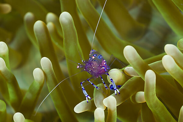 Anemone Comensal Shrimp