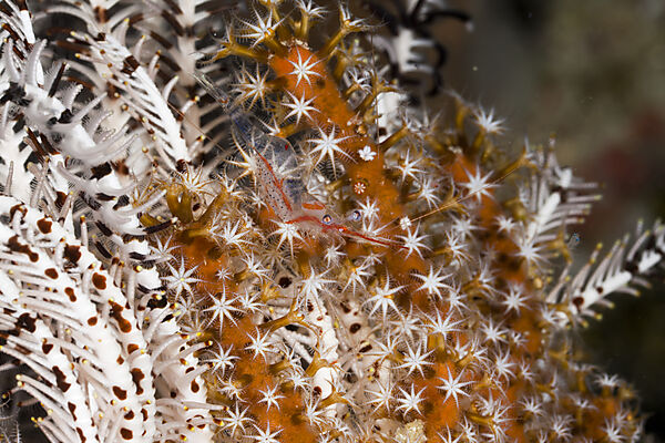 Commensal Shrimp in Coral Polyps