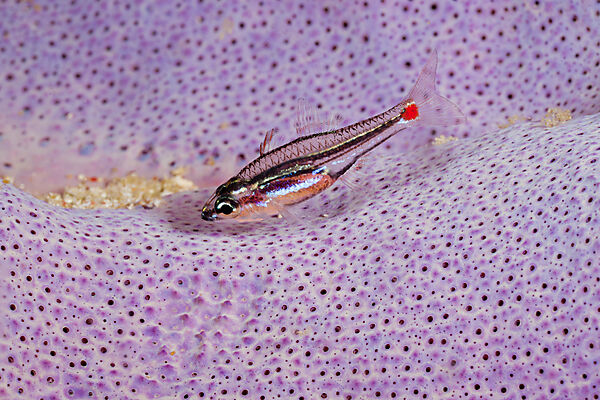 Red Spot Cardinalfish in Sponge