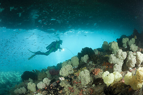Soft Coral and Scuba Diver