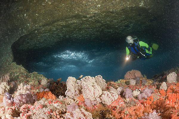 Colorful Soft Corals in Grotto