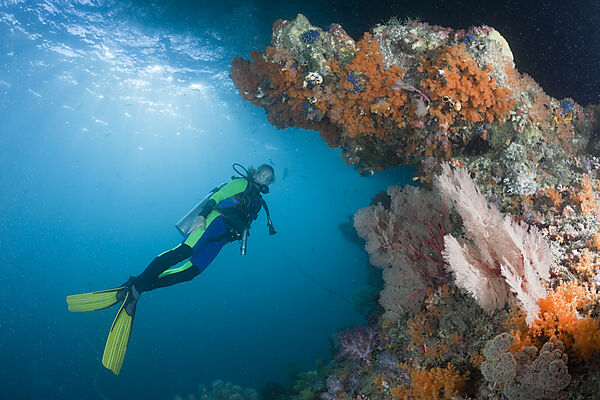 Scuba Diver and Corals