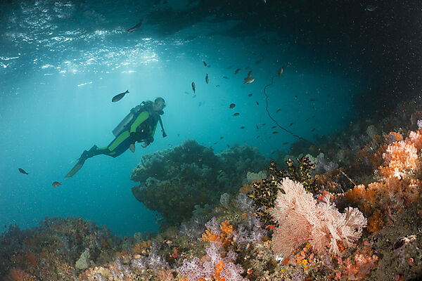 Colorful Soft Corals in Grotto