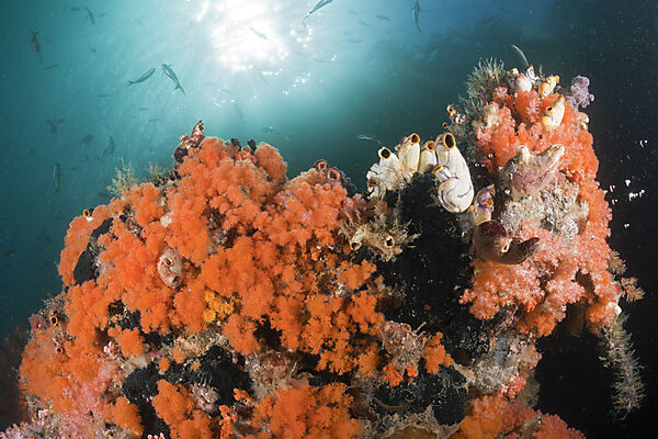 Orange Soft Corals