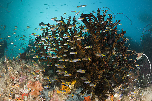 Coral Demoiselle schooling