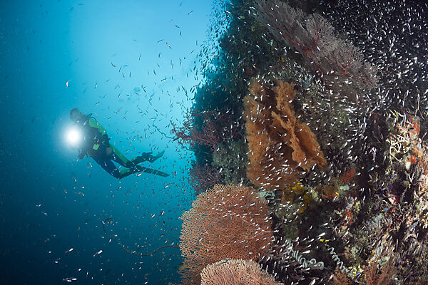 Scuba Diver and Pygmy Sweeper