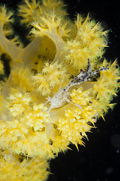 Spider Crab in yellow Soft Coral