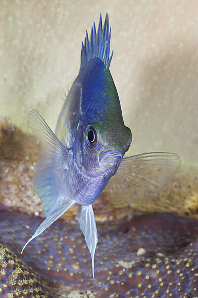Night Color of Sergeant