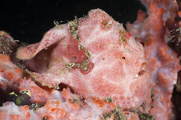 Spotted Frogfish