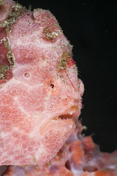 Spotted Frogfish