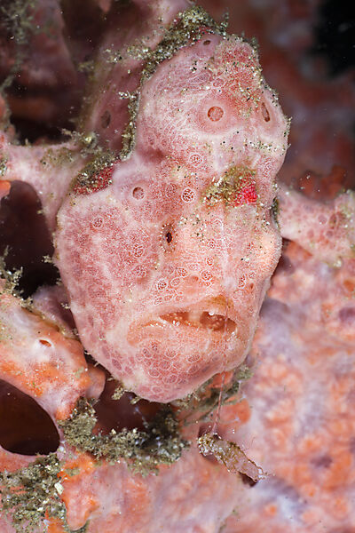 Spotted Frogfish