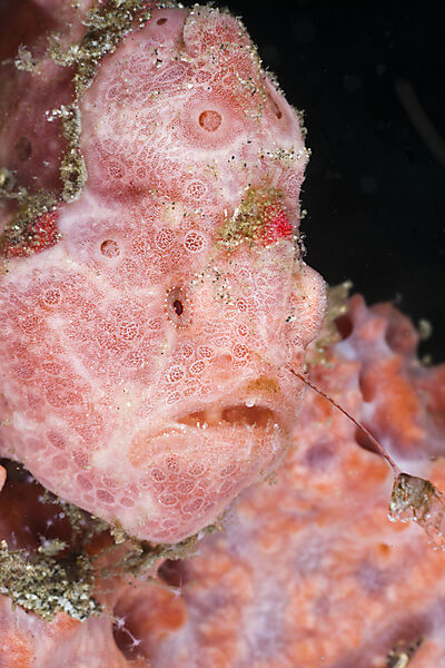 Spotted Frogfish