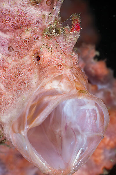 Threatening Gesture of Spotted Frogfish
