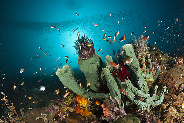 Coralreef with Sponge
