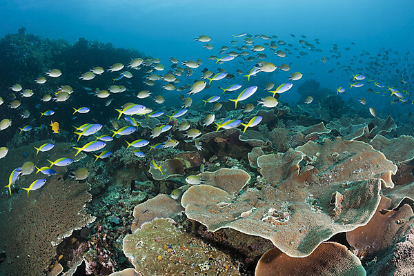 Gelbruecken-Fuesiliere und Chromis