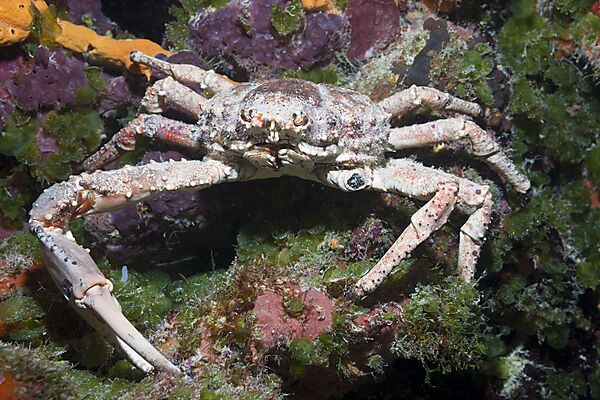 Reef Spider Crab