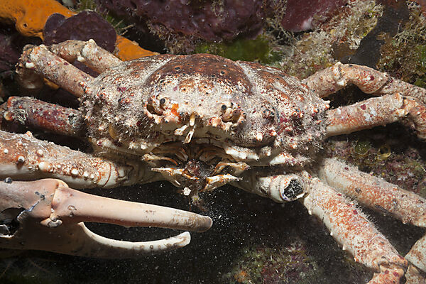 Reef Spider Crab