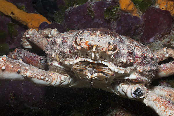 Reef Spider Crab