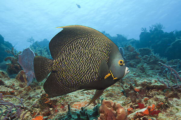 Franzosen-Kaiserfisch