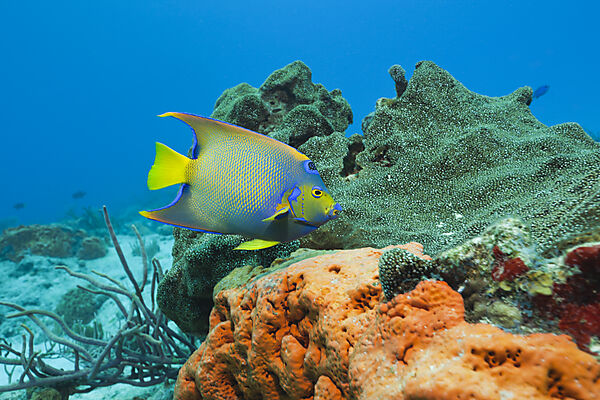 Diadem-Kaiserfisch