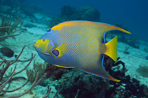 Diadem-Kaiserfisch