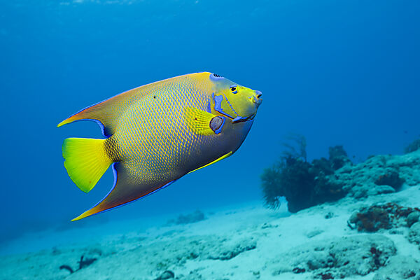 Diadem-Kaiserfisch