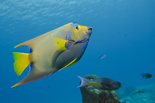 Diadem-Kaiserfisch