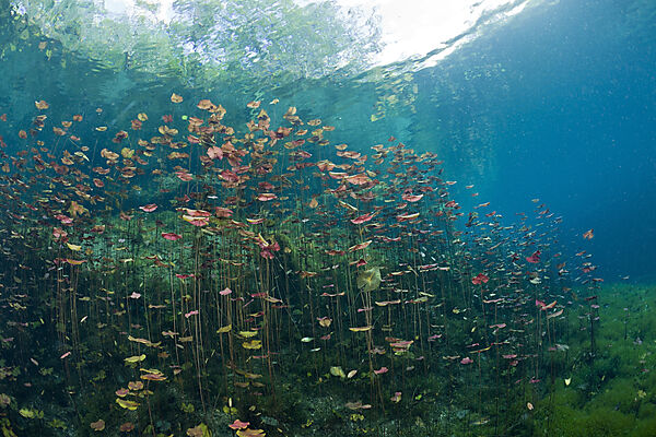 Seerosen in Car Wash Cenote Aktun Ha