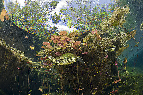 Mittelamerikanische Buchstaben-Schmuckschildkroete in Cenote
