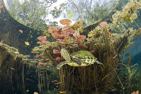 Mittelamerikanische Buchstaben-Schmuckschildkroete in Cenote