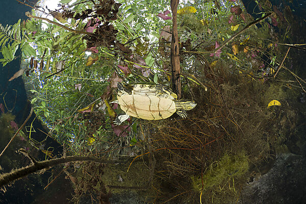 Mittelamerikanische Buchstaben-Schmuckschildkroete in Cenote