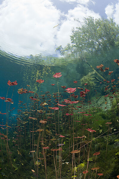 Seerosen in Car Wash Cenote Aktun Ha