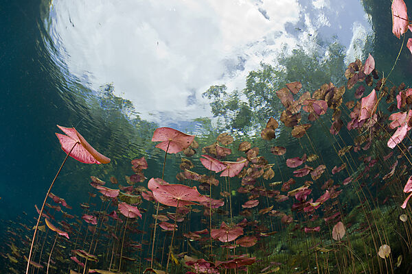 Seerosen in Car Wash Cenote Aktun Ha