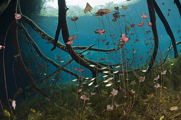 Seerosen und Salmlerfische in Cenote