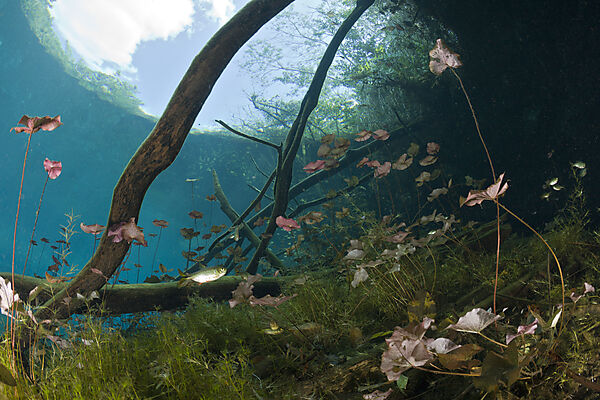 Seerosen und Salmlerfisch in Cenote