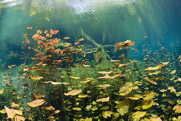 Seerosen in Car Wash Cenote Aktun Ha