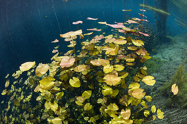 Seerosen in Car Wash Cenote Aktun Ha