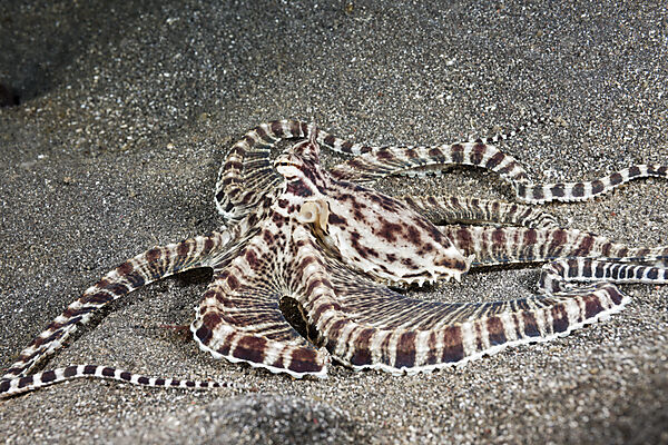 Mimic Octopus
