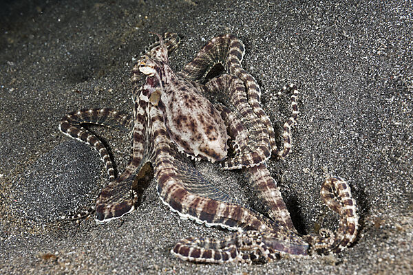 Mimic Octopus