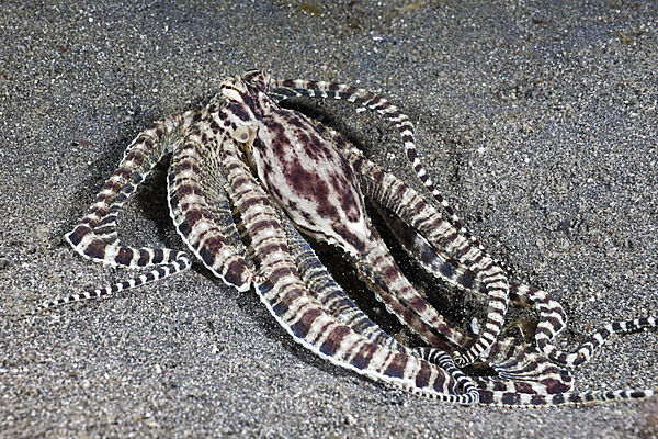 Mimic Octopus