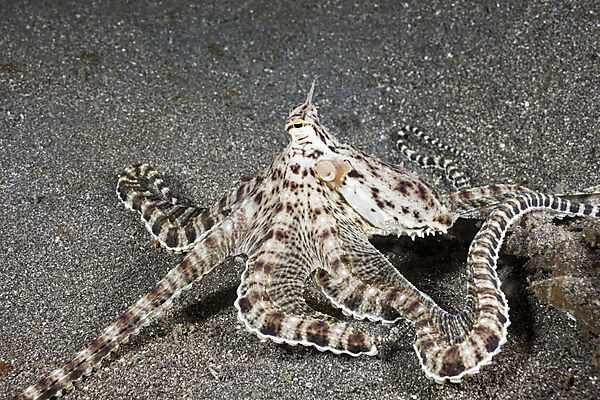 Mimic Octopus