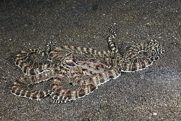 Mimic Octopus