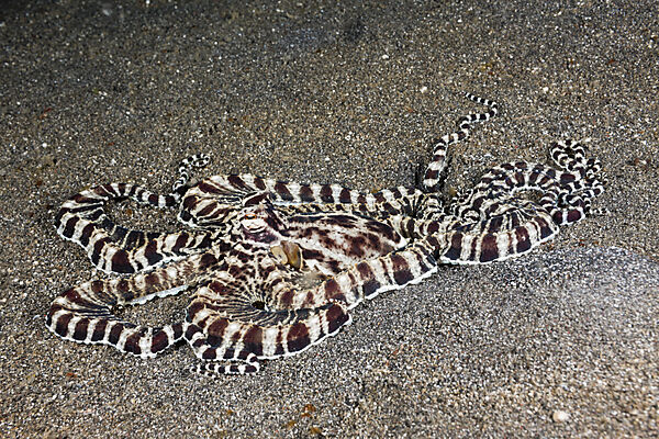 Mimic Octopus