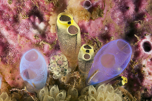 Colony of Tunicates