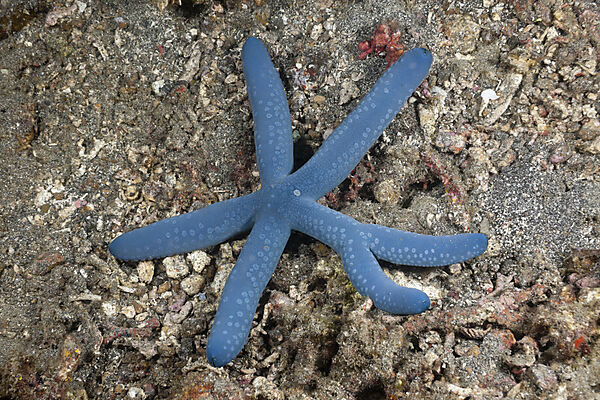 Blue Starfish with six Arms